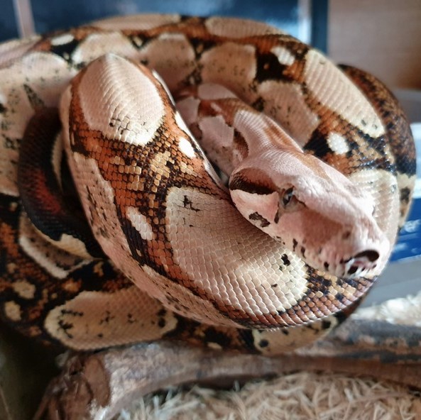 [Meet Baz our sand coloured Boa constrictor imperator]
