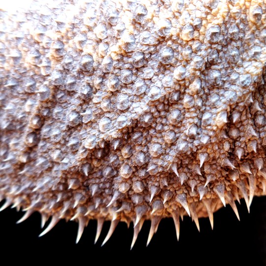 [Male Rankins Bearded Dragon - Meet The Beasts]