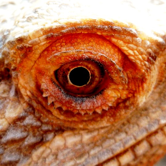 [Male Rankins Bearded Dragon - Meet The Beasts]