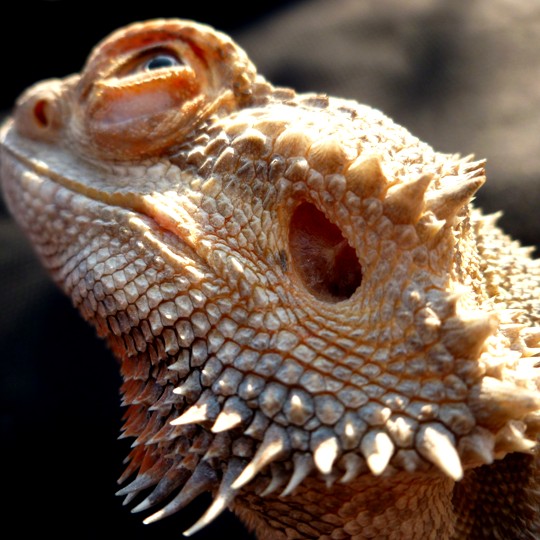 [Male Rankins Bearded Dragon - Meet The Beasts]