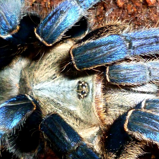 [Female Cobalt Blue Tarantula - Meet The Beasts]