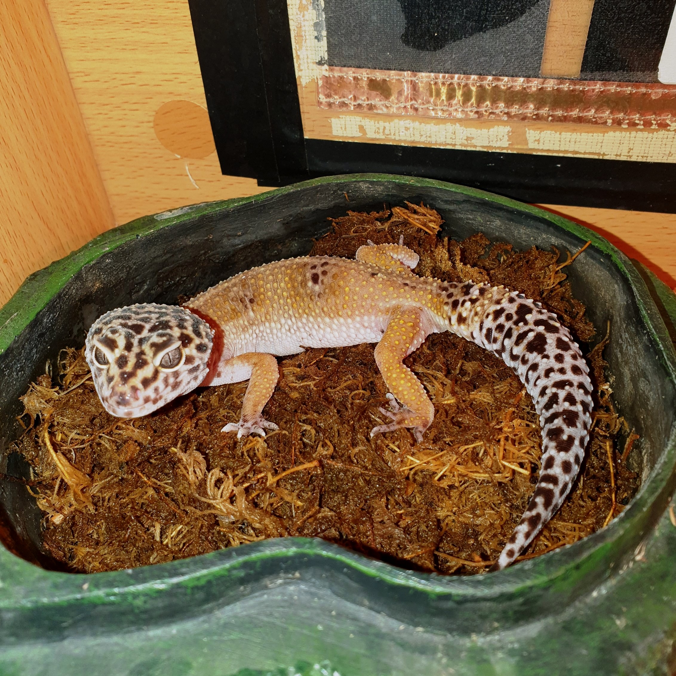 [Leopard Gecko - Meet The Beasts]