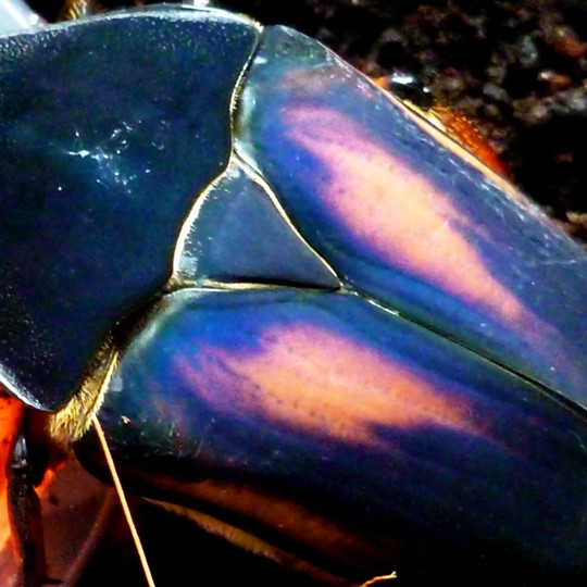 [Giant Blue Fruit Beetle - Meet The Beasts]