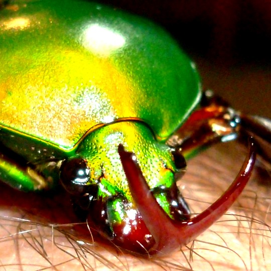 [Male Fruit Beetle Horns - Meet The Beasts]