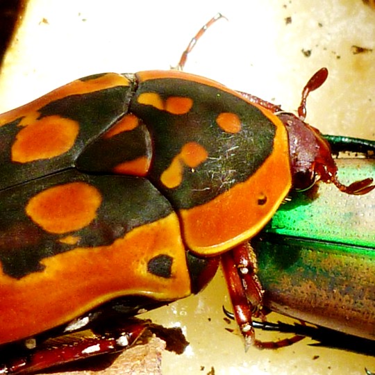 [Fruit Beetles Size Difference - Meet The Beasts]