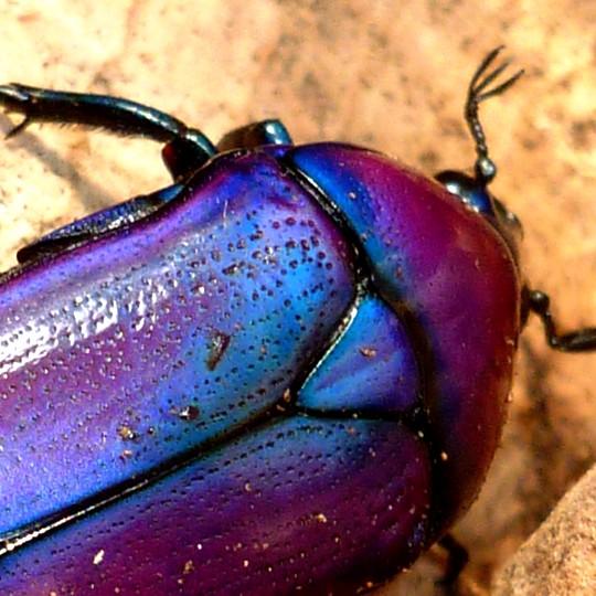 [Purple Jewel Beetle - Meet The Beasts]