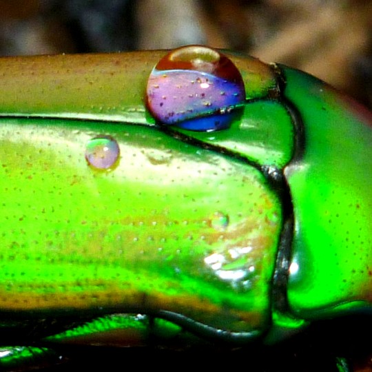 [Green Jewel Beetle Purple Spot - Meet The Beasts]