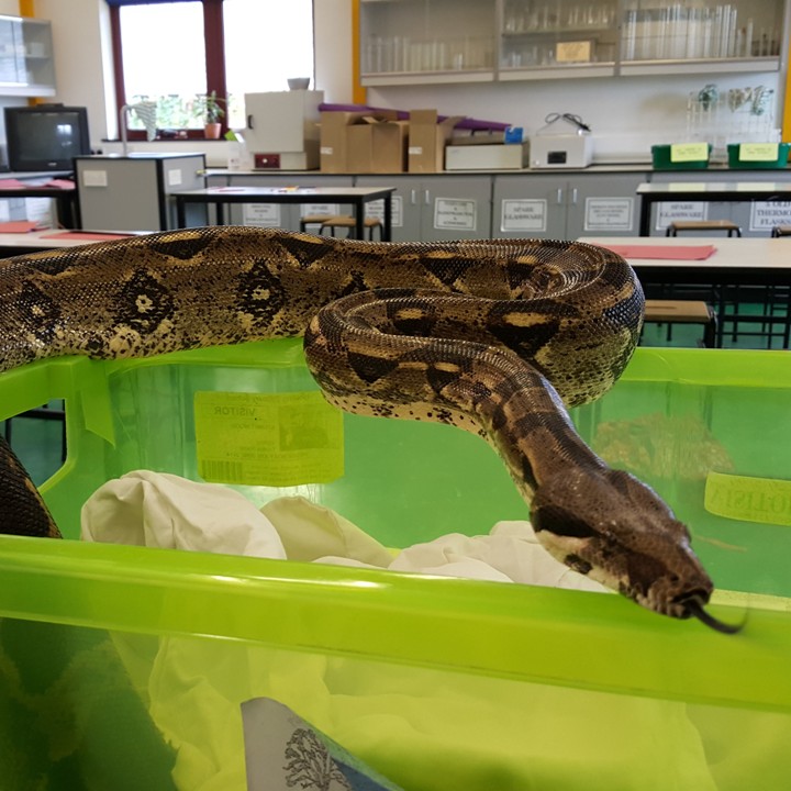 [Meet The Beasts - Meet Geoff The Boa]