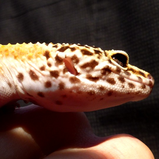 [Female Leopard Gecko - Meet The Beasts]