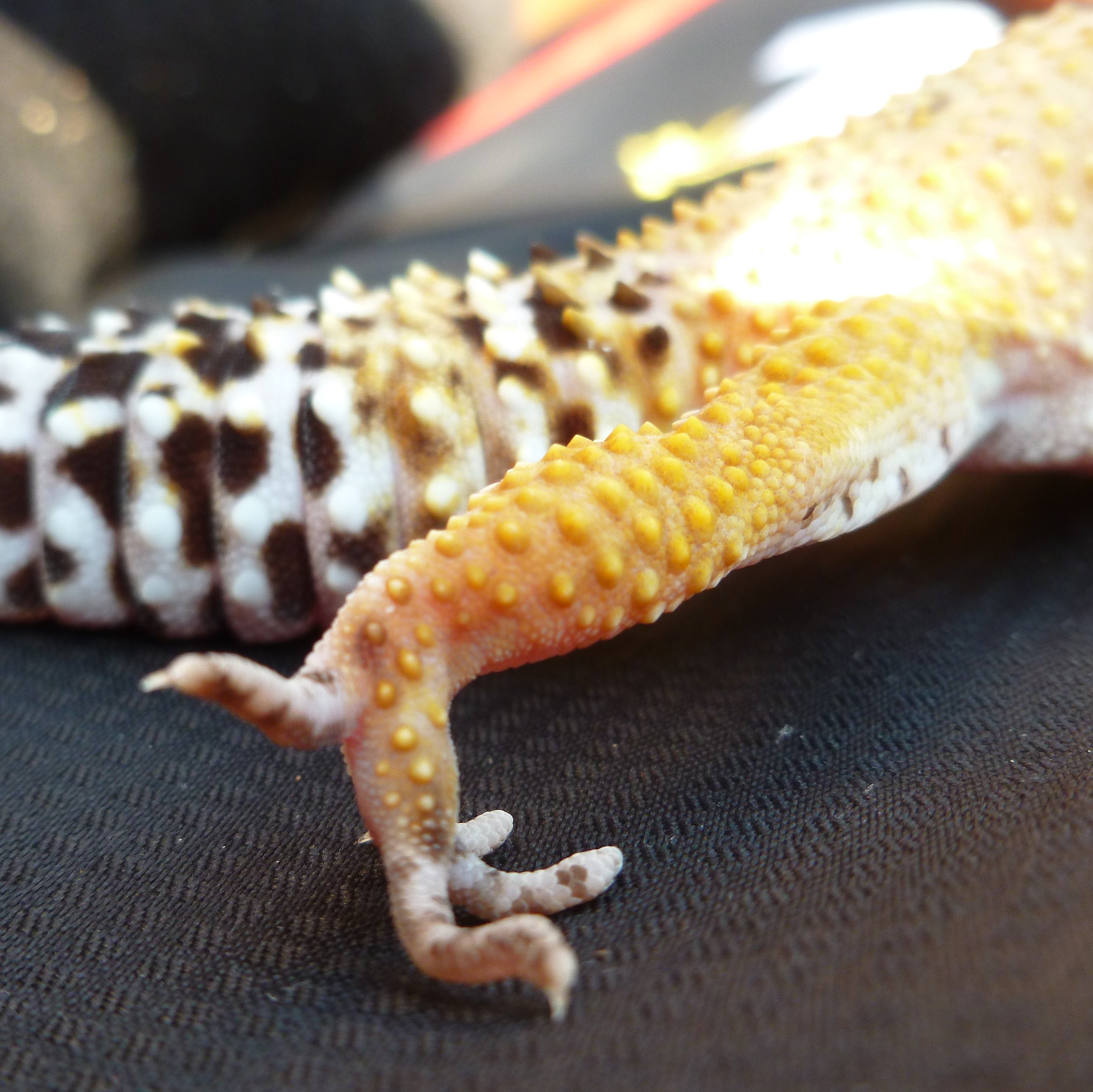[Female Leopard Gecko - Meet The Beasts]