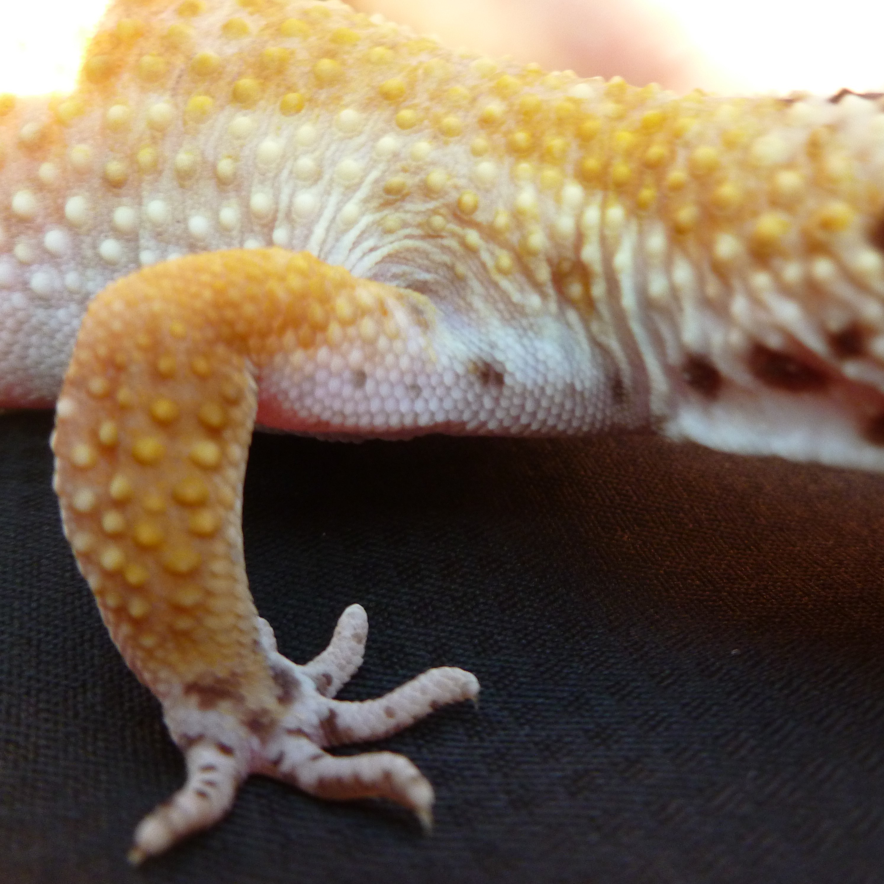 [Female Leopard Gecko - Meet The Beasts]