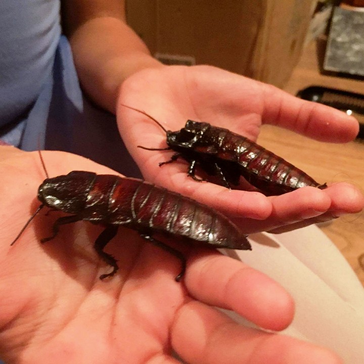 [Handling Our Madagascan Hissing Cockroaches - Meet The Beasts]