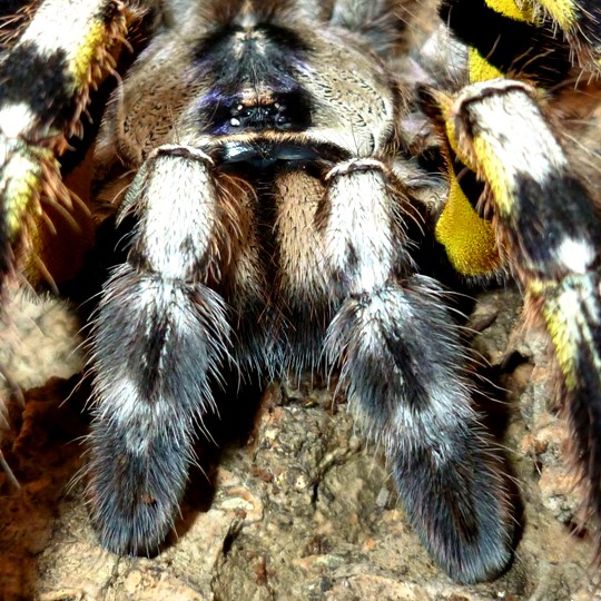 [Female Indian Ornamental Tarantula - Meet The Beasts]
