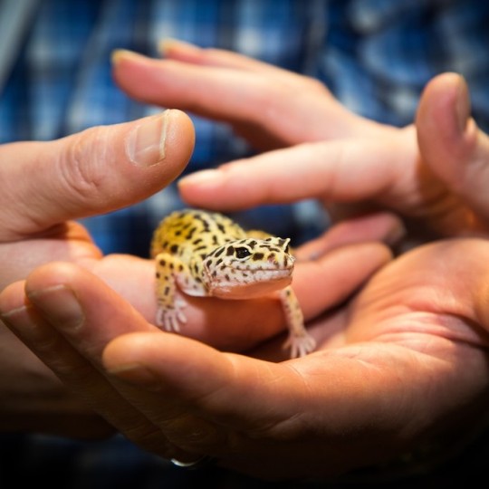 [Leopard gecko - Meet The Beasts]