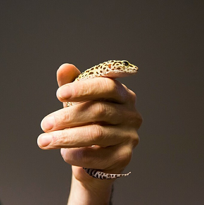 [Leopard Gecko - Meet The Beasts]