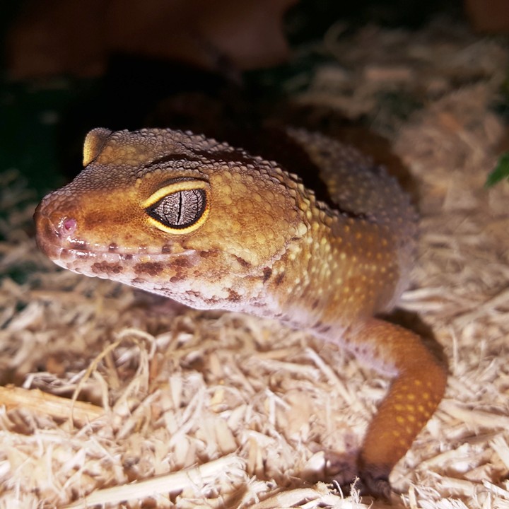 [Leopard Gecko - Meet The Beasts]