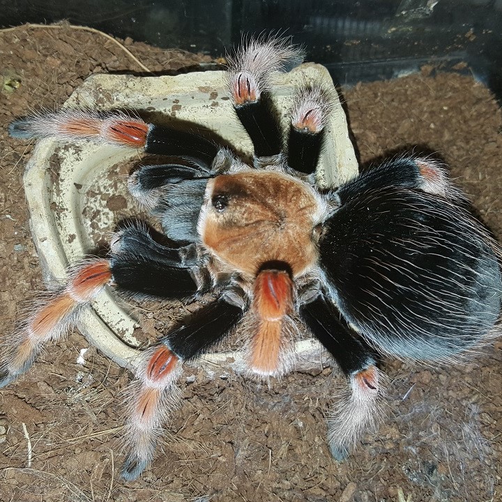 [Mexican Red Leg Tarantula Rosy - Meet The Beasts]