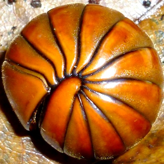 [Pill Millipede Curled - Meet The Beasts]