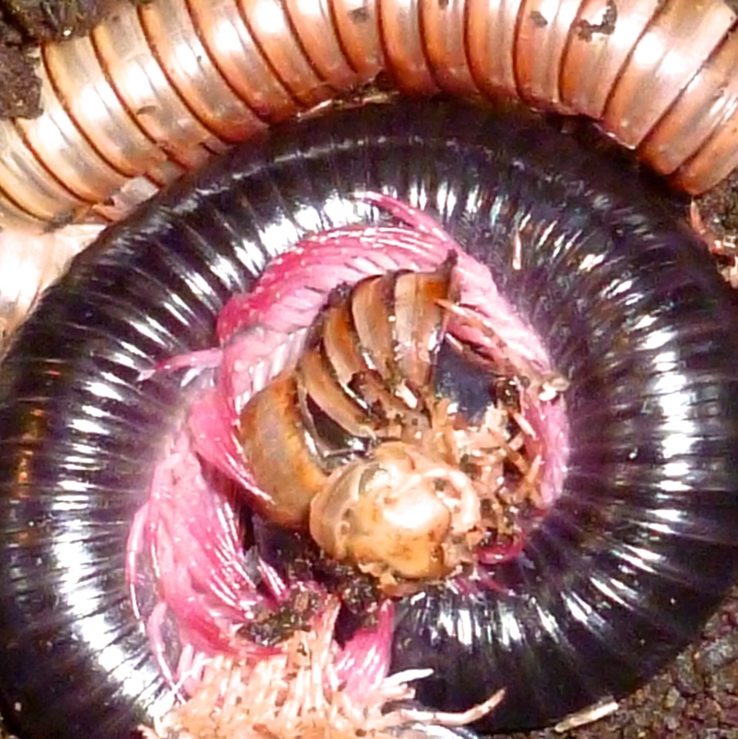 [Pink Leg Millipede Shedding - Meet The Beasts]