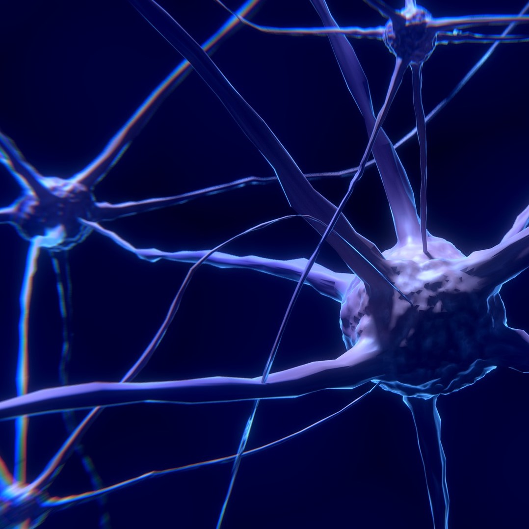 [Neuroscience in Action for all ages]