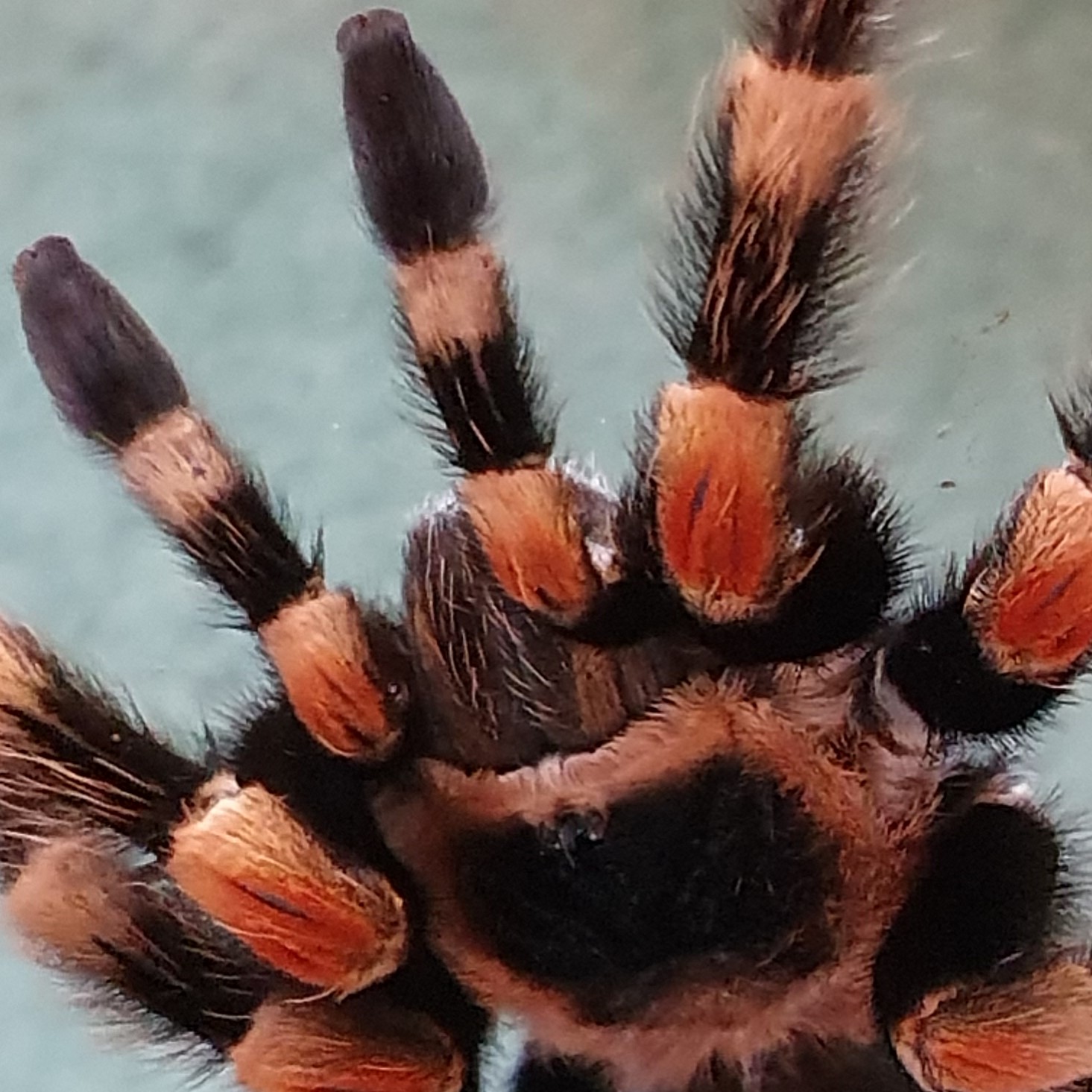 [Mexican Red Knee Tarantula - Meet The Beasts]