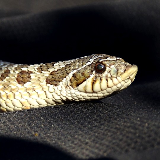 [Male Western Hognose Snake - Meet The Beasts]