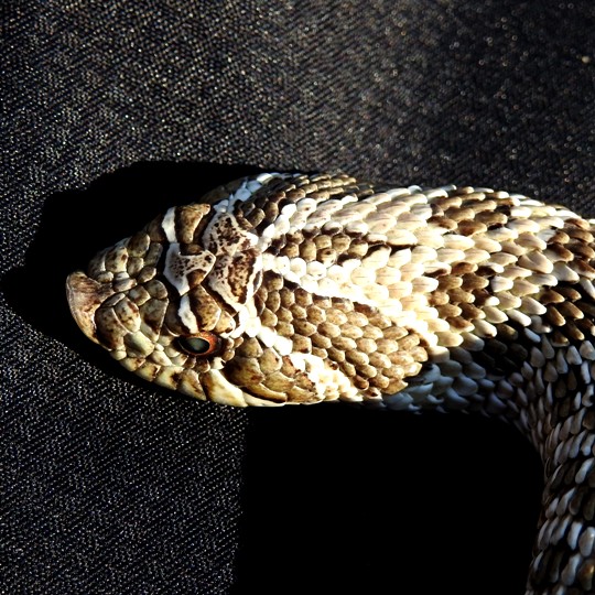 [Male Western Hognose Snake - Meet The Beasts]