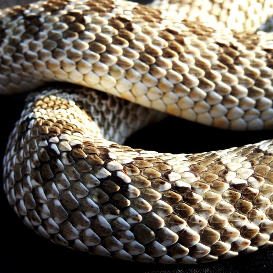 [Male Western Hognose Snake - Meet The Beasts]