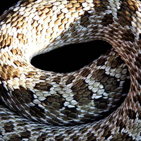 [Male Western Hognose Snake - Meet The Beasts]